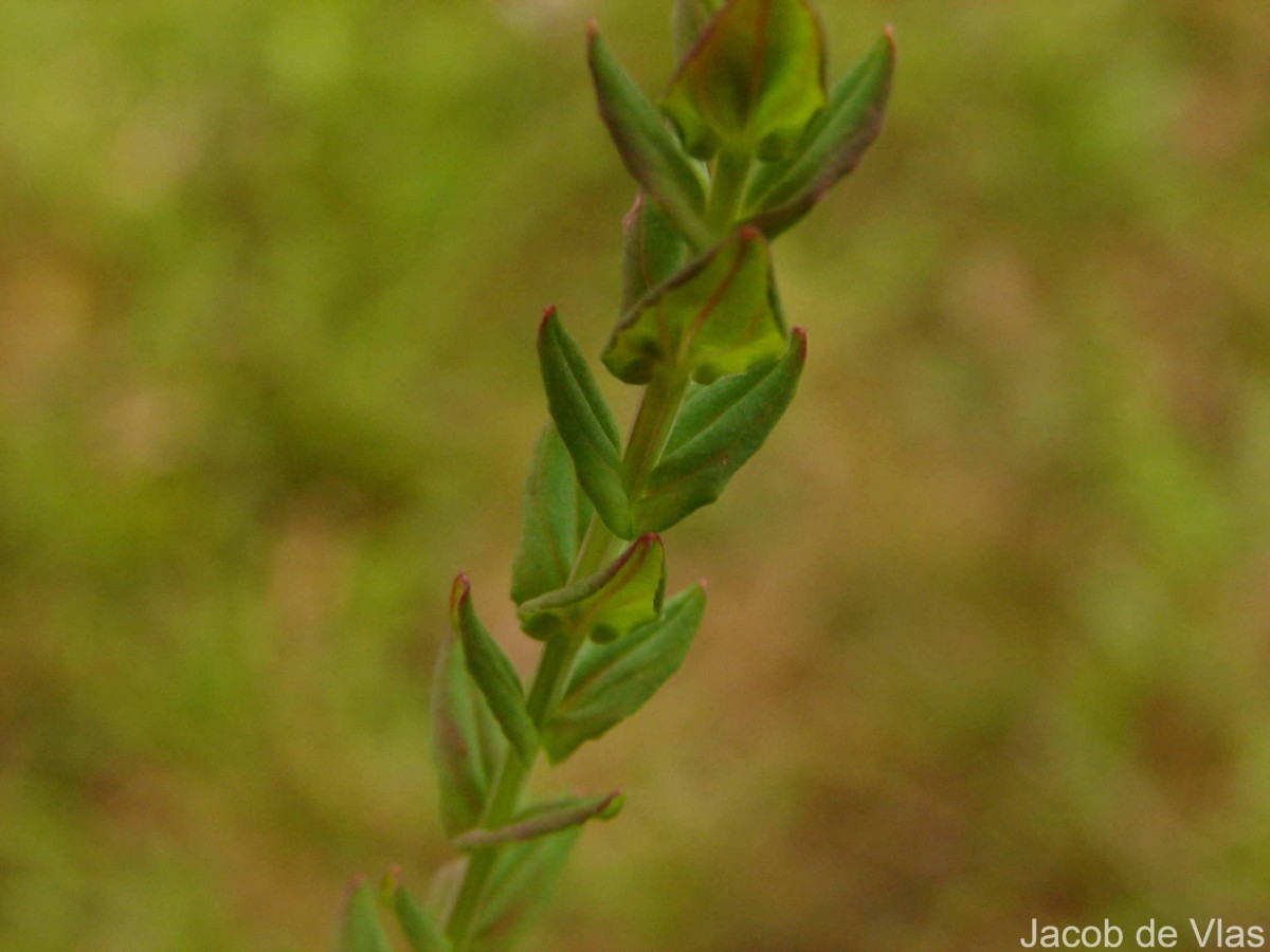 Hypericum japonicum Thunb.